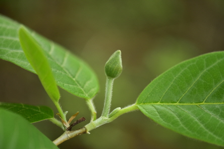 함박꽃나무(Magnolia sieboldii K.Koch)