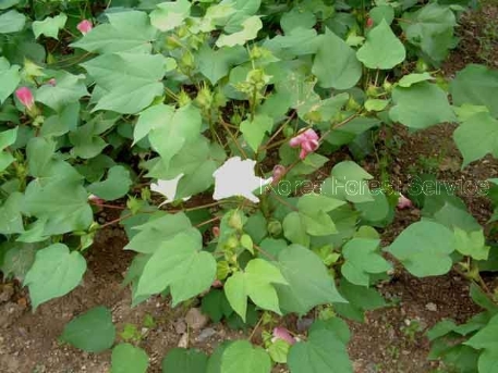 Gossypium hirsutum Lam.