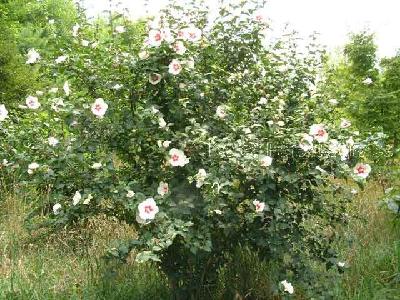 무궁화(Hibiscus syriacus L.)