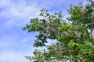 멀구슬나무(Melia azedarach L.)