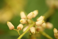 Plant Illustration Details