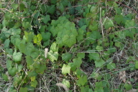 Plant Illustration Details