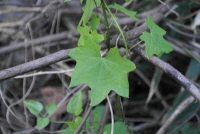 Plant Illustration Details