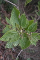 Plant Illustration Details