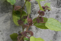 Plant Illustration Details