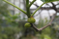 무화과나무(Ficus carica L.)