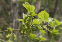 산뽕나무(Morus bombycis Koidz.)