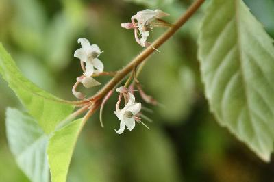 Plant Illustration Details