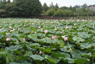 Nelumbo nucifera Gaertn.