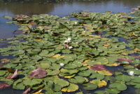 수련(Nymphaea tetragona Georgi)