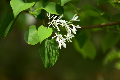 이팝나무(Chionanthus retusus Lindl. & Paxton)