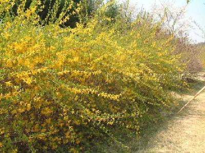 개나리(Forsythia koreana (Rehder) Nakai)