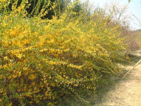 Forsythia koreana (Rehder) Nakai