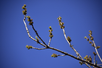 들메나무(Fraxinus mandshurica Rupr.)