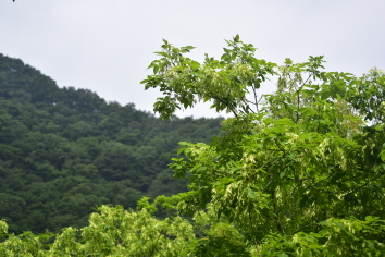 물푸레나무(Fraxinus rhynchophylla Hance)