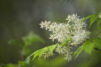 쇠물푸레나무(Fraxinus sieboldiana Blume)