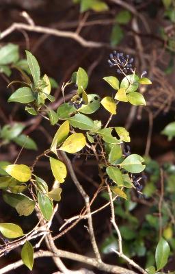 광나무(Ligustrum japonicum Thunb.)