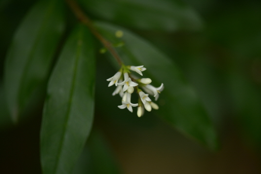 쥐똥나무(Ligustrum obtusifolium Siebold & Zucc.)