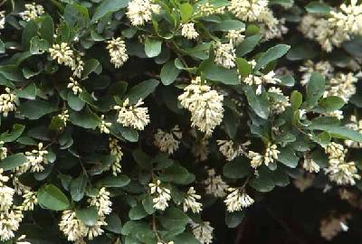 섬쥐똥나무(Ligustrum foliosum Nakai)