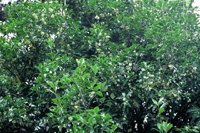 목서(Osmanthus fragrans Lour.)