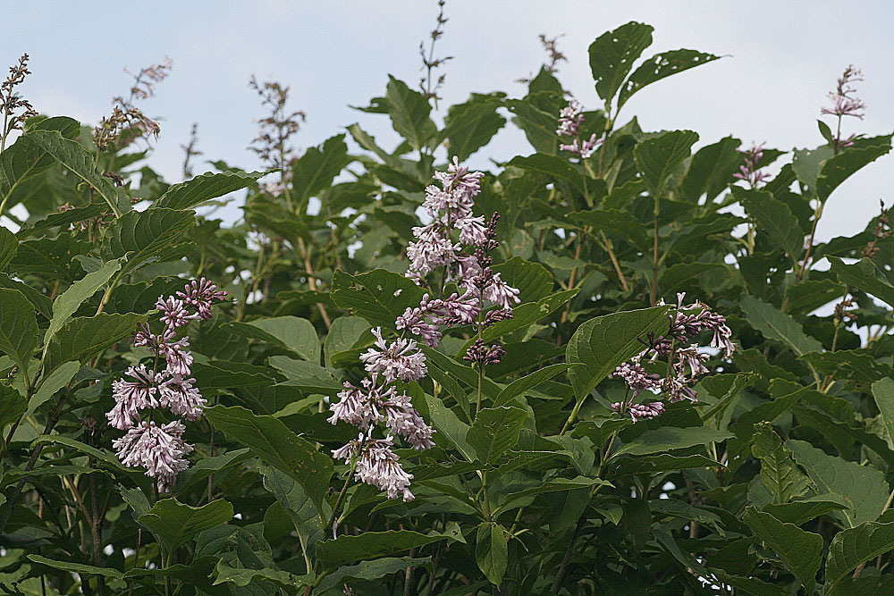 Plant Illustration Details