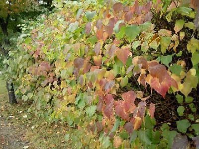 수수꽃다리(Syringa oblata Lindl. var. dilatata (Nakai) Rehder)