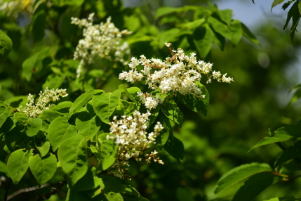 개회나무(Syringa reticulata (Blume) H.Hara var. amurensis (Rupr.) J.S.Pringle)