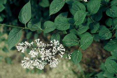 Plant Illustration Details