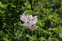 털개회나무(Syringa patula (Palib.) Nakai)