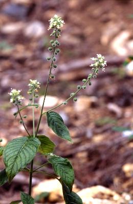 Plant Illustration Details