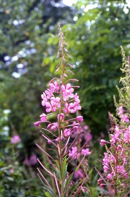 분홍바늘꽃(Chamerion angustifolium (L.) Holub)