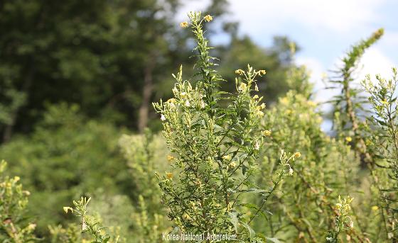 달맞이꽃(Oenothera biennis L.)