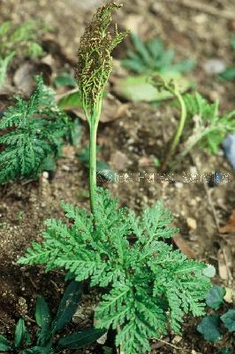 Plant Illustration Details