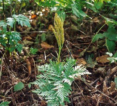 Plant Illustration Details