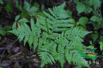 Plant Illustration Details