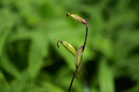 Plant Illustration Details