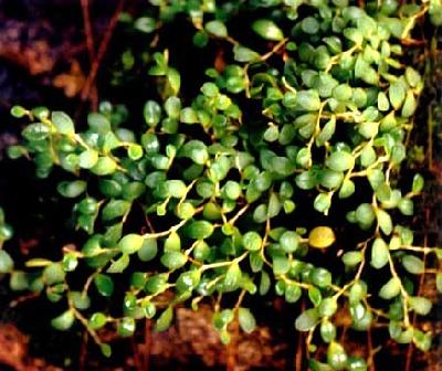 Plant Illustration Details