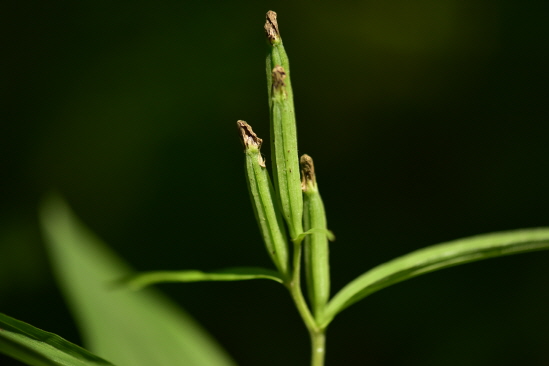 Plant Illustration Details