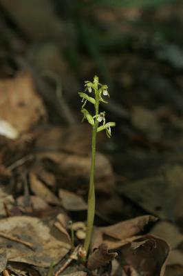 Plant Illustration Details