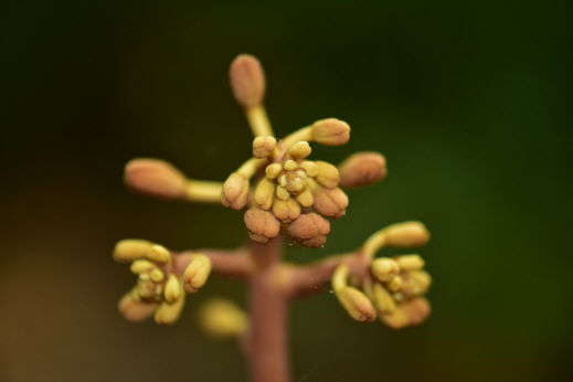 Plant Illustration Details