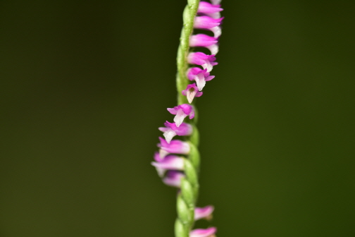 Plant Illustration Details