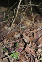 Plant Illustration Details