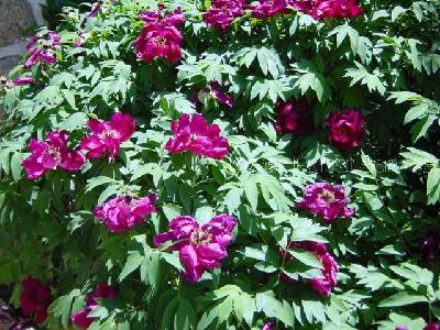 모란(Paeonia × suffruticosa Andrews)