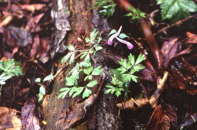 Plant Illustration Details