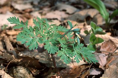 Plant Illustration Details