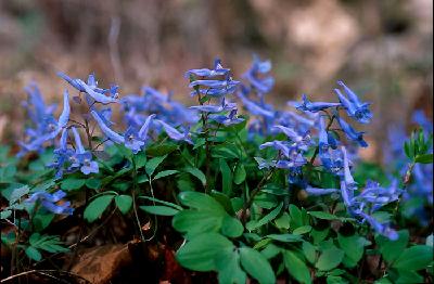 Corydalis remota Fisch. ex Maxim.