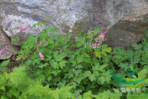 Lamprocapnos spectabilis (L.) T.Fukuhara