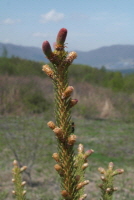 전나무(Abies holophylla Maxim.)