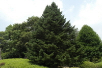 구상나무(Abies koreana E.H.Wilson)