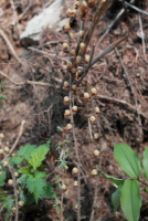 일본잎갈나무(Larix kaempferi (Lamb.) Carrière)